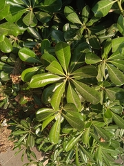 Pittosporum tobira