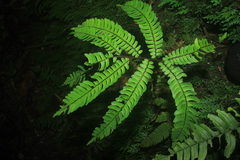 Adiantum pulverulentum