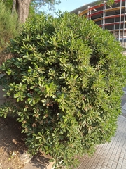 Pittosporum tobira