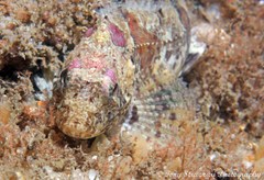 Centropogon australis