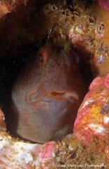 Parablennius intermedius