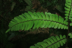 Adiantum pulverulentum
