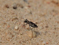 Ellipsoptera wapleri