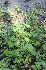 Ranunculus cassubicus