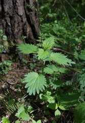 Urtica dioica
