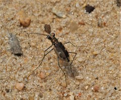 Ellipsoptera wapleri