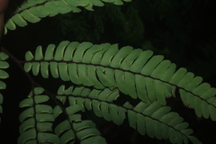 Adiantum pulverulentum