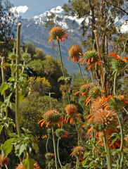 Leonotis nepetifolia