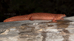 Pseudotriton ruber schencki