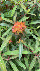 Euphorbia griffithii