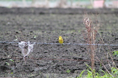 Emberiza citrinella caliginosa