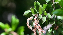 Quercus agrifolia agrifolia
