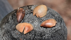 Quercus agrifolia agrifolia