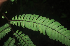 Adiantum pulverulentum