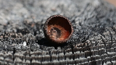 Quercus agrifolia agrifolia