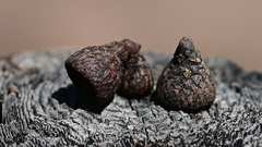 Quercus agrifolia agrifolia