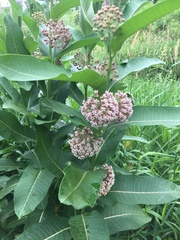 Asclepias syriaca