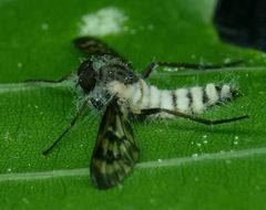 Furia ithacensis