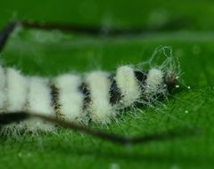 Furia ithacensis
