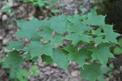 Acer laetum