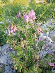 Ononis rotundifolia