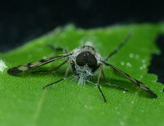 Furia ithacensis