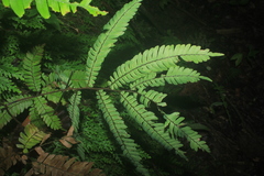 Adiantum pulverulentum