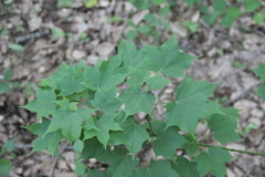 Acer laetum