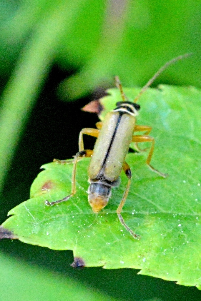 Metacantharis clypeata