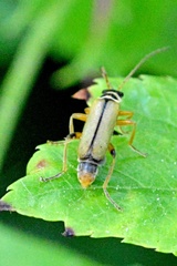 Metacantharis clypeata