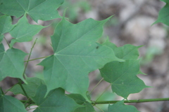 Acer laetum