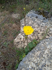 Ranunculus nigrescens