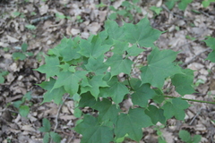 Acer laetum