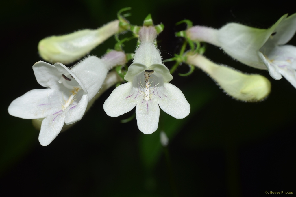 Penstemon digitalis — a medium houseplant, prefers full sun light