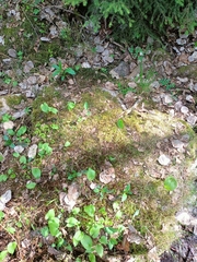 Maianthemum bifolium