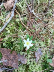 Anemonoides nemorosa