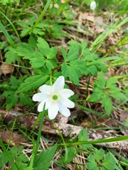 Anemonoides nemorosa