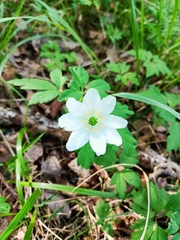Anemonoides nemorosa