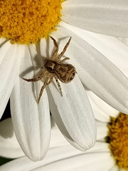 Xysticus verneaui