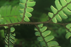Adiantum pulverulentum