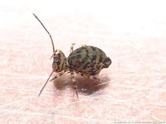 Ptenothrix marmorata