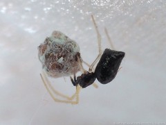 Coleosoma acutiventer