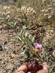 Clarkia speciosa polyantha