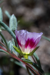 Clarkia speciosa polyantha