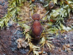 Ptenothrix unicolor