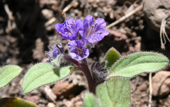Phacelia humilis