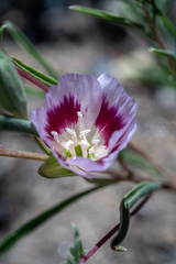 Clarkia speciosa polyantha
