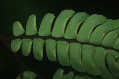 Adiantum pulverulentum