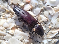 Ignelater havaniensis