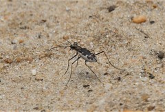 Ellipsoptera wapleri